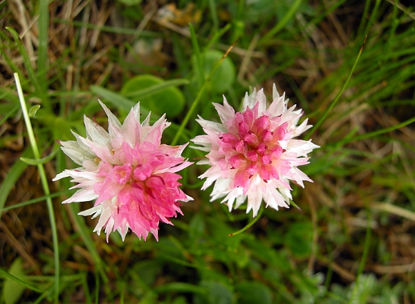 Nigritella widderi